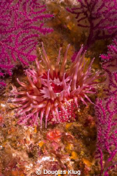 Kelp Forest Color. A red anenome is framed by dark red go... by Douglas Klug 